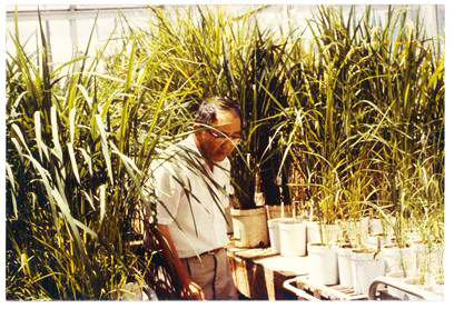 1981년 IRRI 온실에서 연구중인 허문회.jpg 이미지입니다.